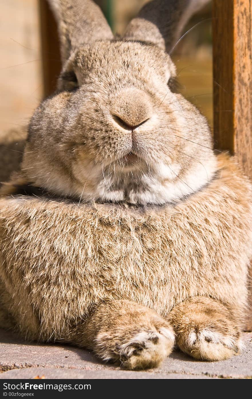 Rabbit With Expression