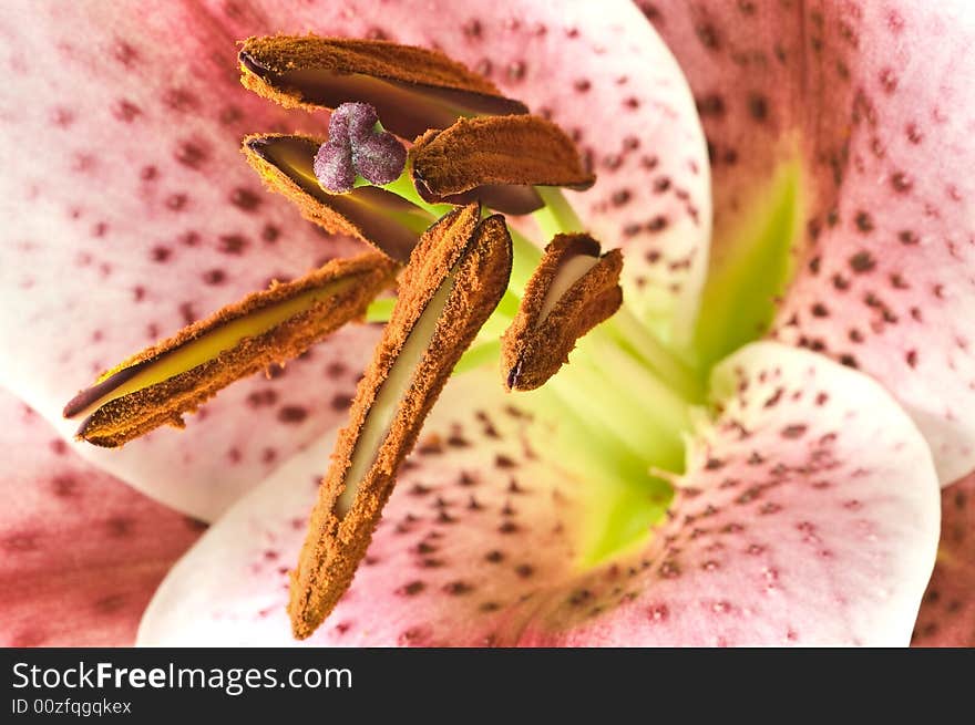 Extreme abstract close up of lily