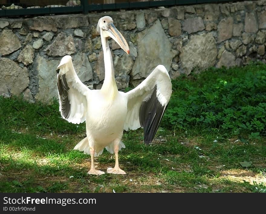 The pelican with the opened wings in zoo