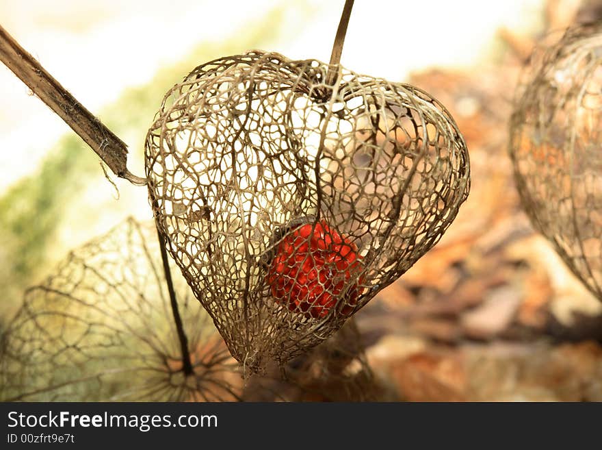 Physalis alkekengi or ground cherry drying up. Physalis alkekengi or ground cherry drying up