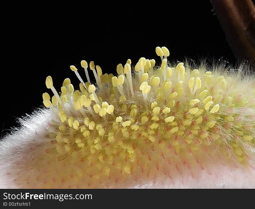 Tiny yellow pistil