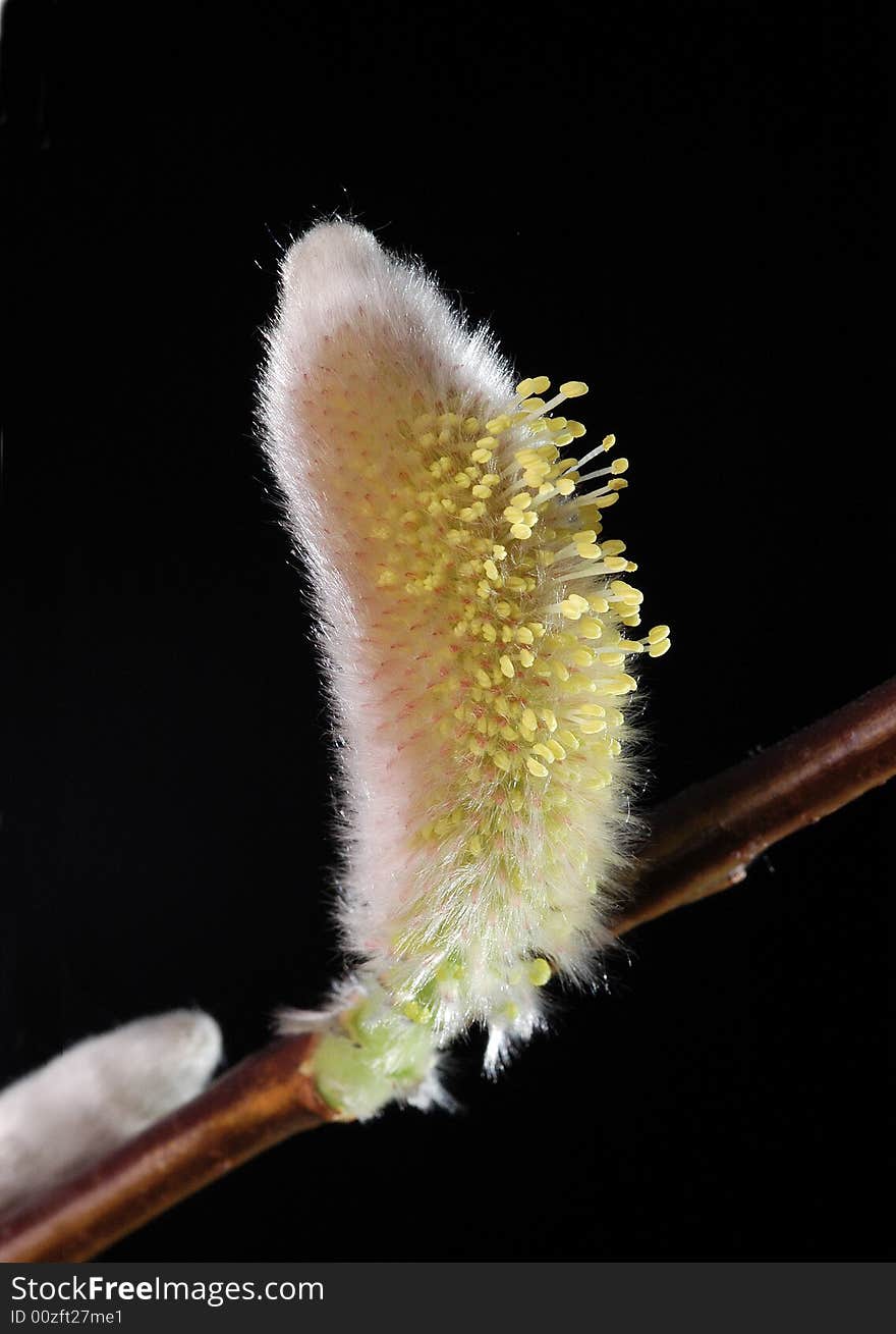 Tiny Yellow Pistil