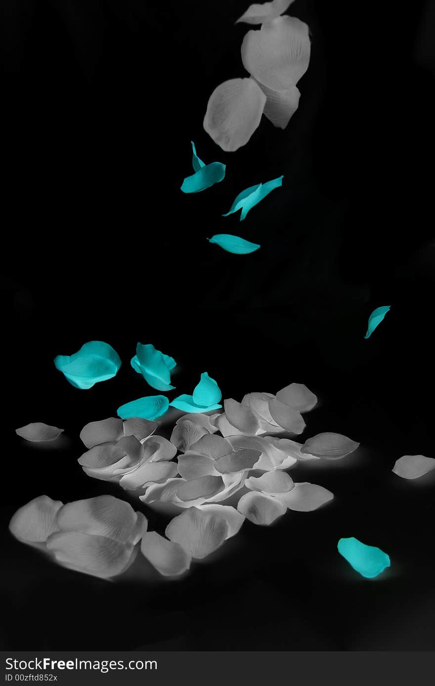 Falling blue petal on black background, several petals are in black and white while several falling ones are in fresh blue. Falling blue petal on black background, several petals are in black and white while several falling ones are in fresh blue