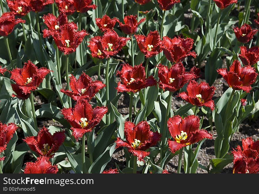 Red double  tulips