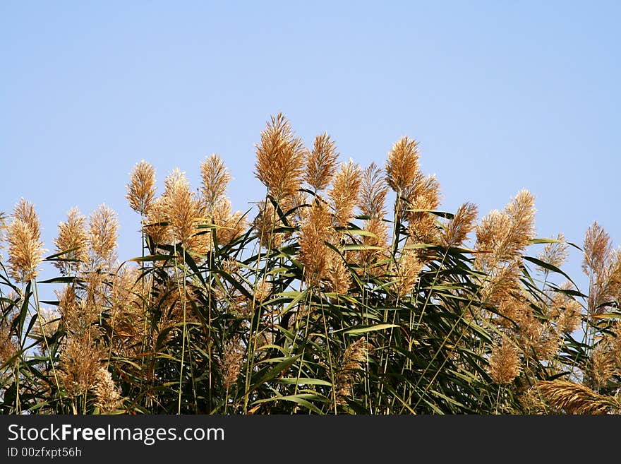 Some bulrush growing next to Sha Lake in northwest China