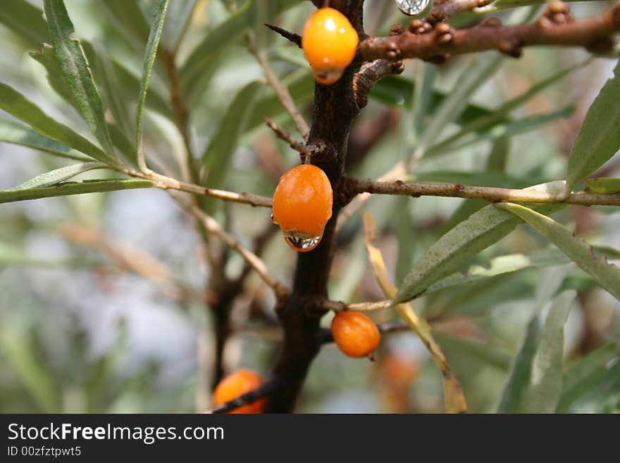 Sea-buckthorn berries in a rainy day. Sea-buckthorn berries in a rainy day