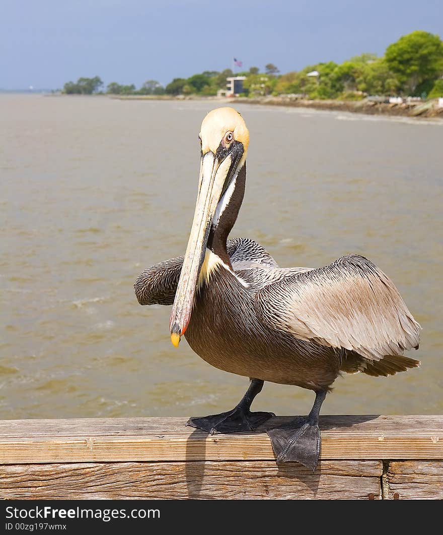 Pelican About To Fly