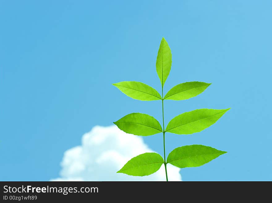 Leaf on blue sky background. Leaf on blue sky background