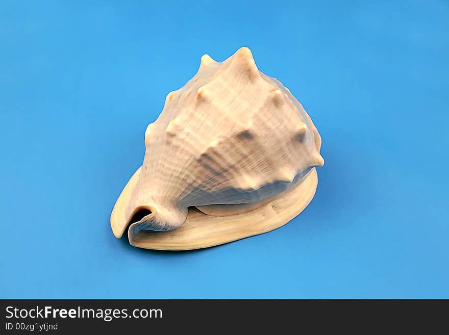 Seashell