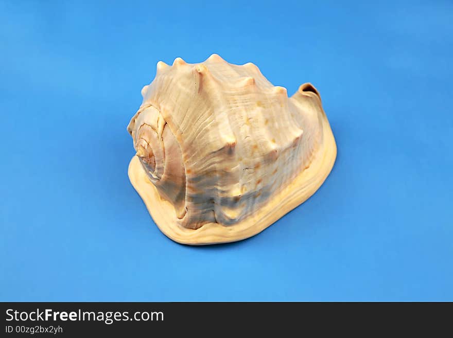 Seashell on the blue background