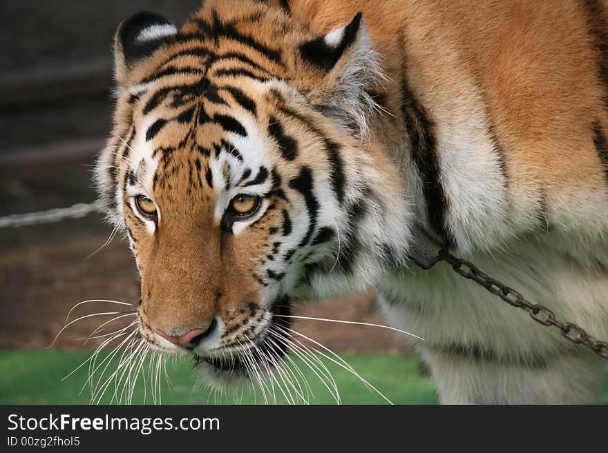 Wild fettered tiger