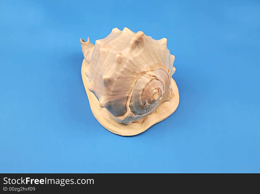 Seashell on the blue background