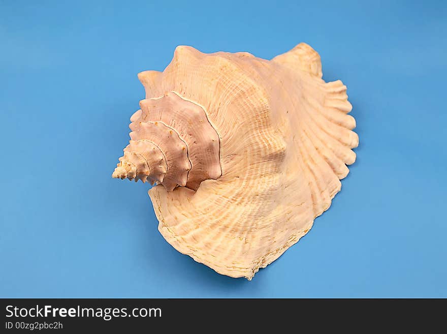 Seashell