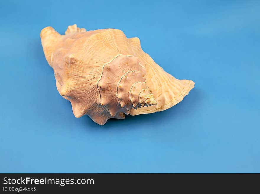 Seashell on the blue background