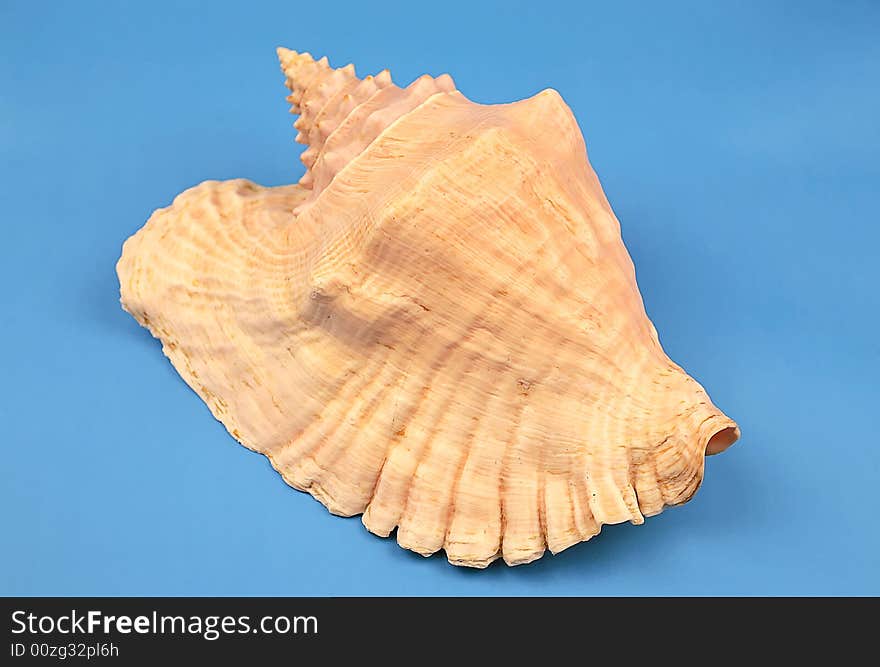 Seashell on the blue background