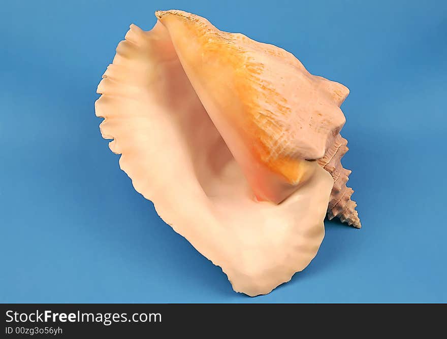 Seashell on the blue background