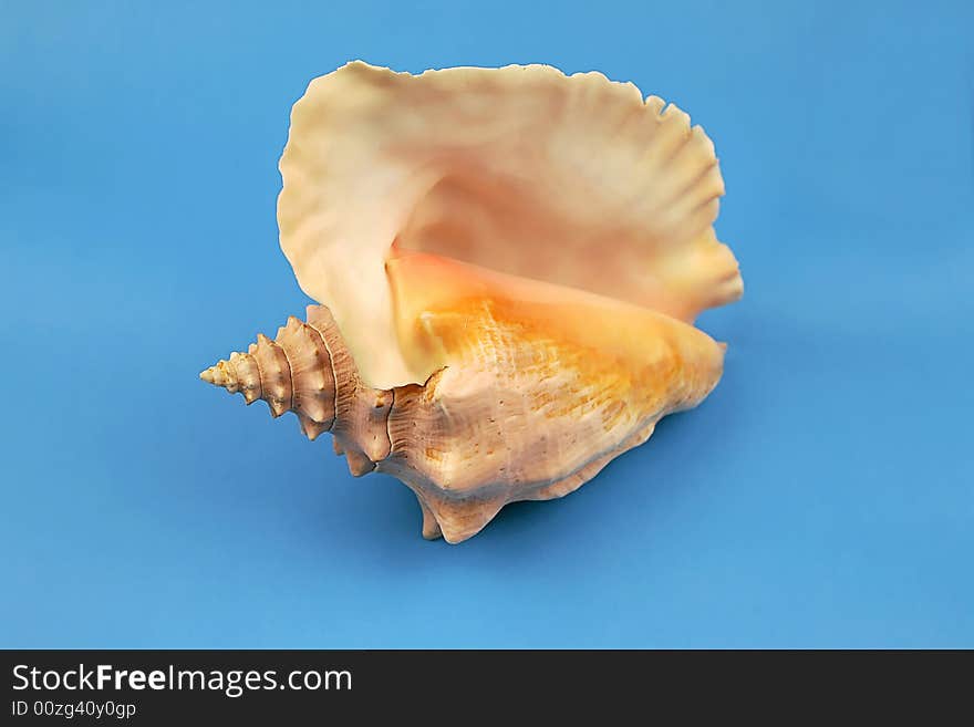 Seashell on the blue background