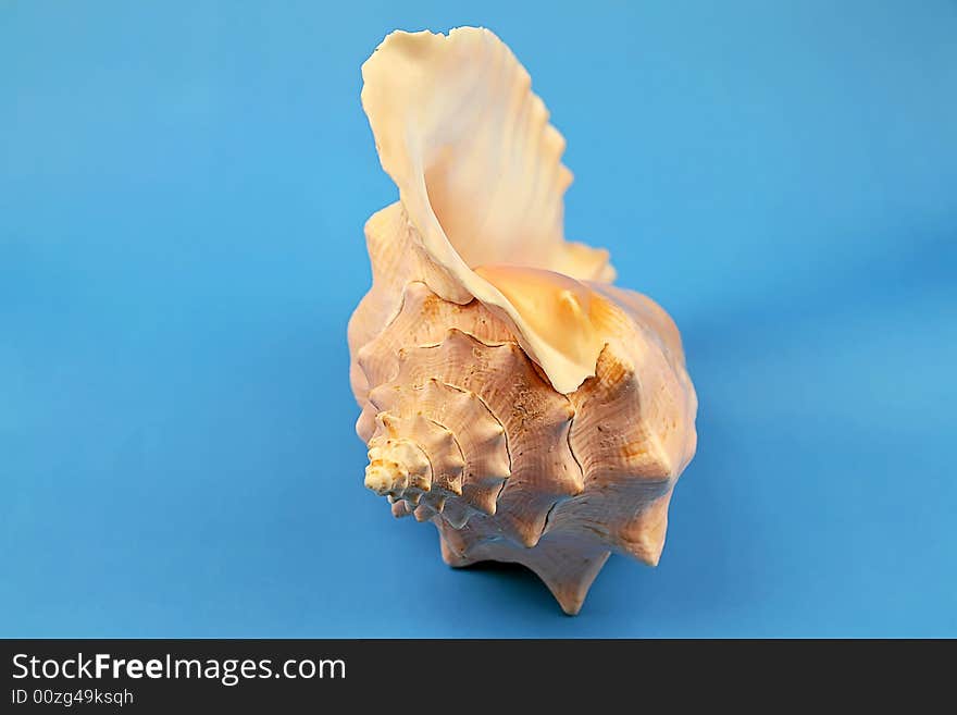 Seashell on the blue background