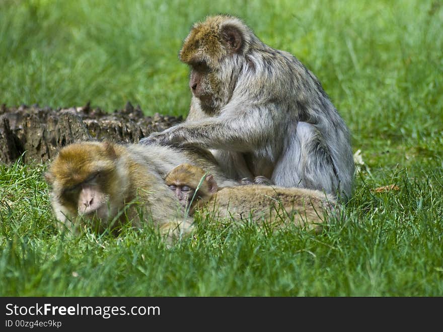 Barbary Macaque Family Group