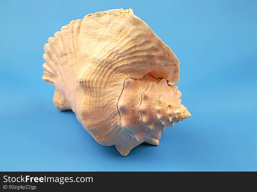 Seashell on the blue background