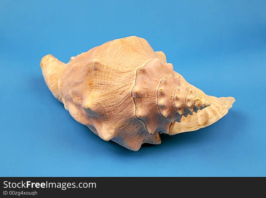 Seashell on the blue background