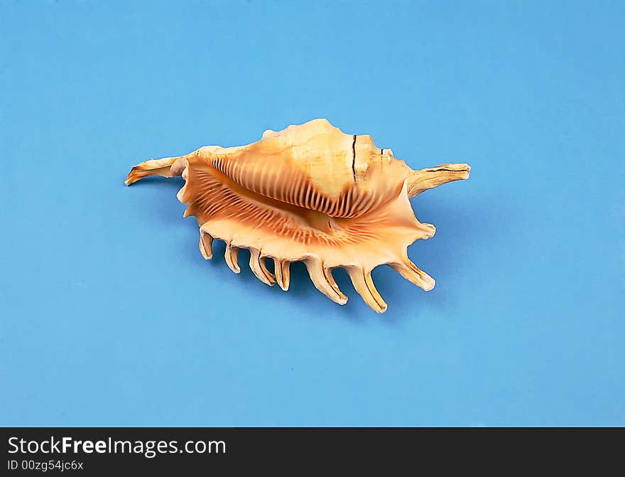 Seashell