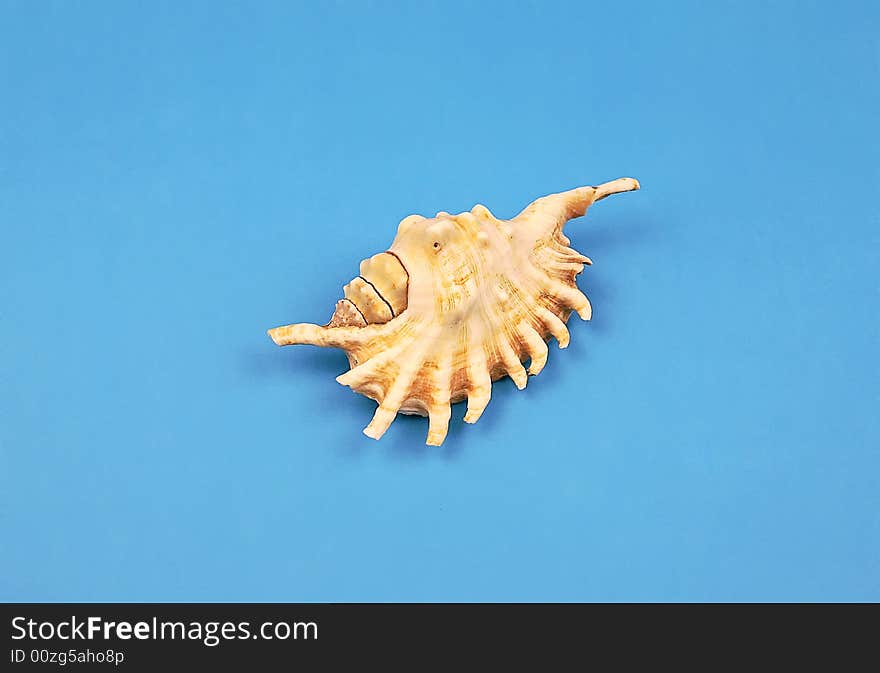 Seashell on the blue background