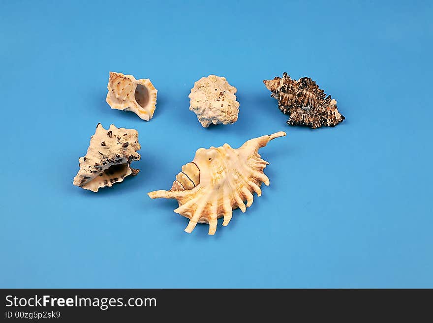 Seashells on the blue background