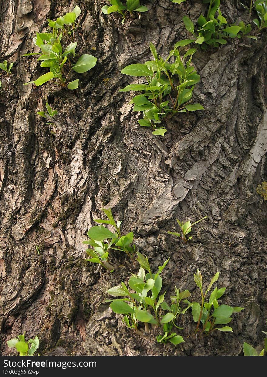 Aging tree. Structure of a bark of a tree