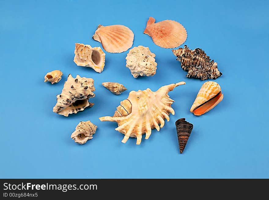 Seashells