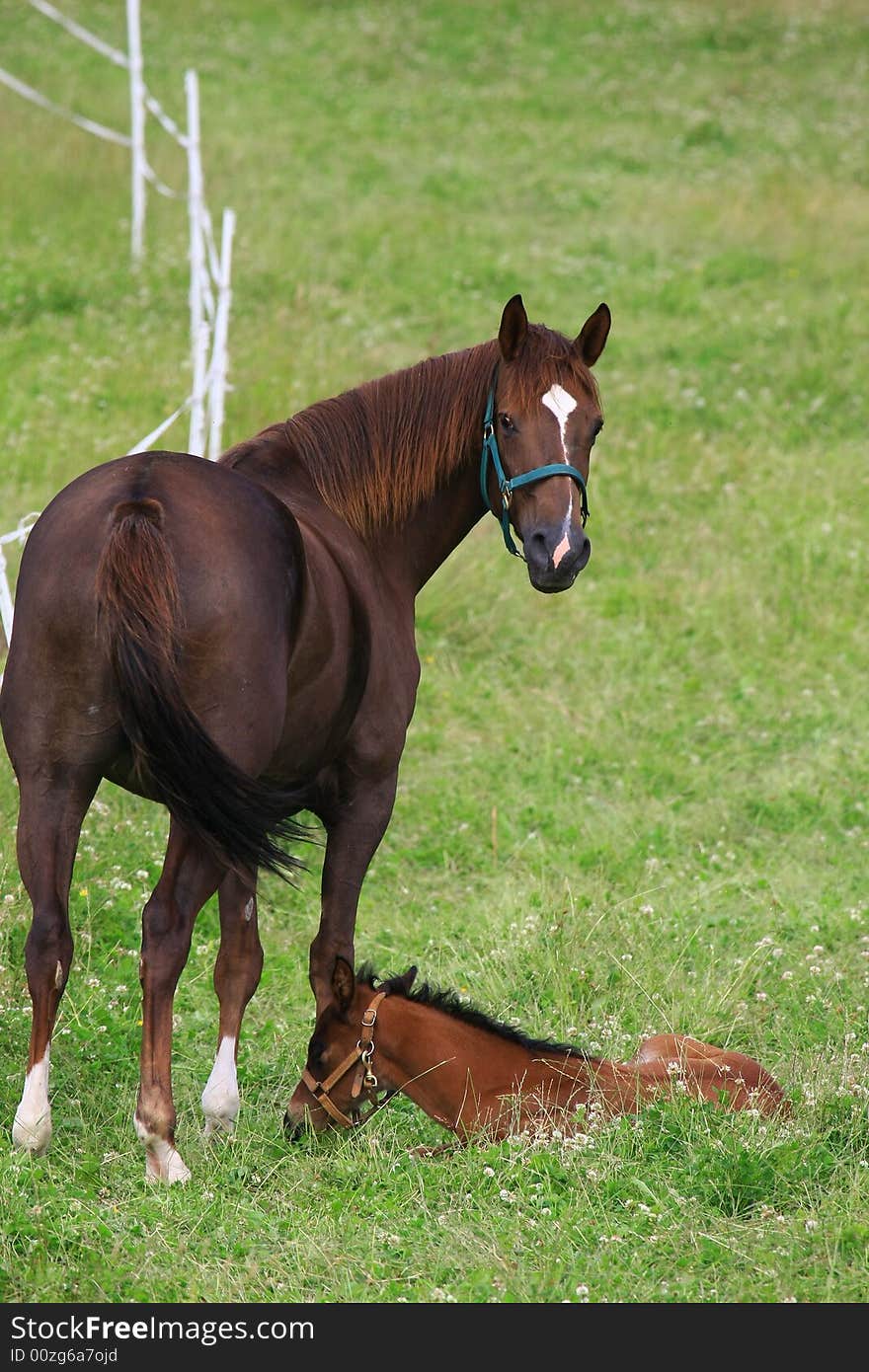 Horses standing outside in the spring sun