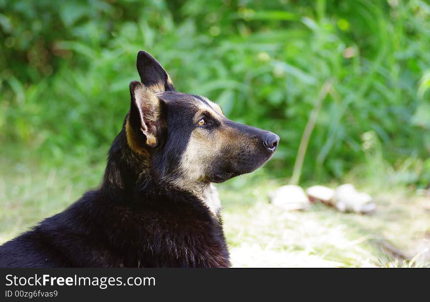 Dog looking somewere, his waiting