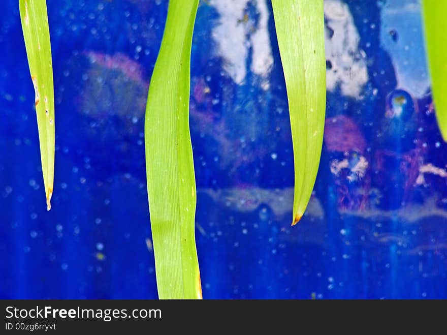 Some green plant leaves hanging from a bright blue planter. Some green plant leaves hanging from a bright blue planter