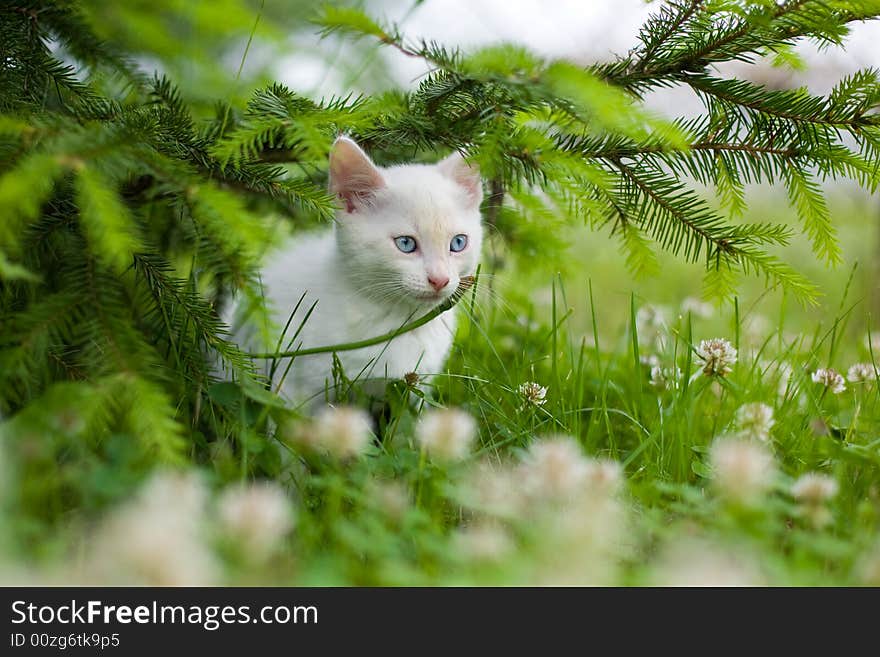 Small, white kitten lies in wait under the spruce.