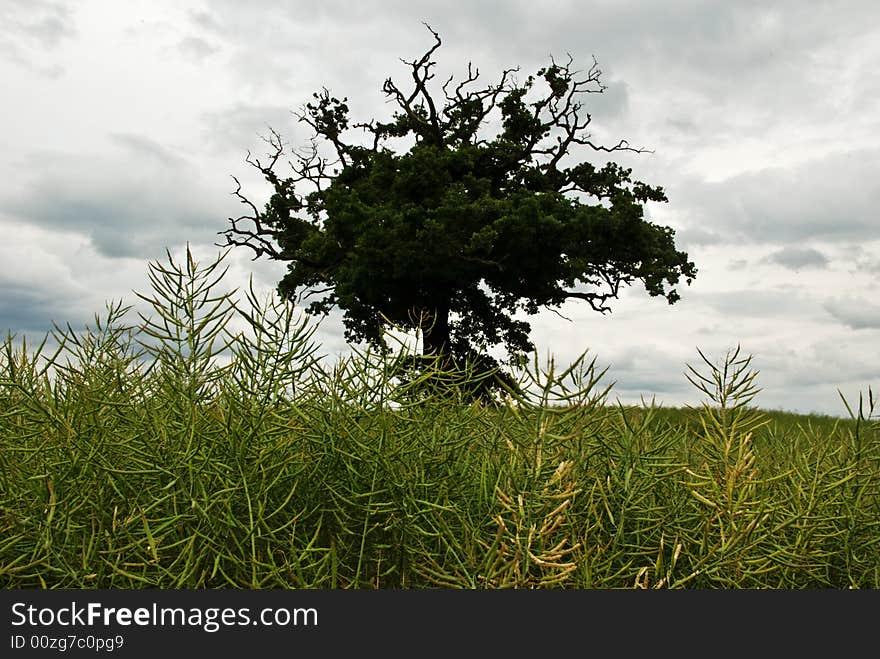 A lone,spooky tree with foreground interest. A lone,spooky tree with foreground interest
