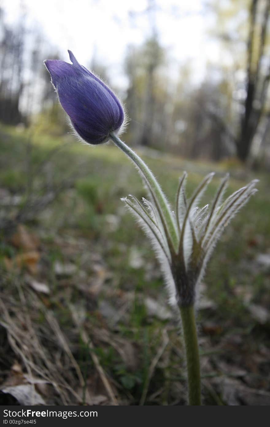 Blue snowdrop