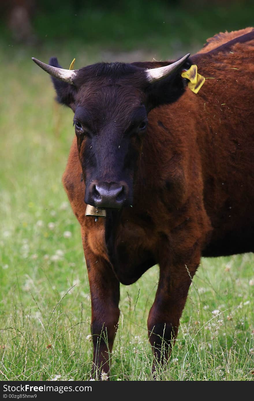 Some cows in the nature