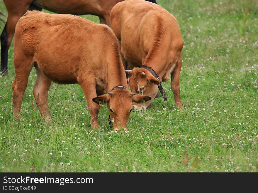 Some cows in the nature