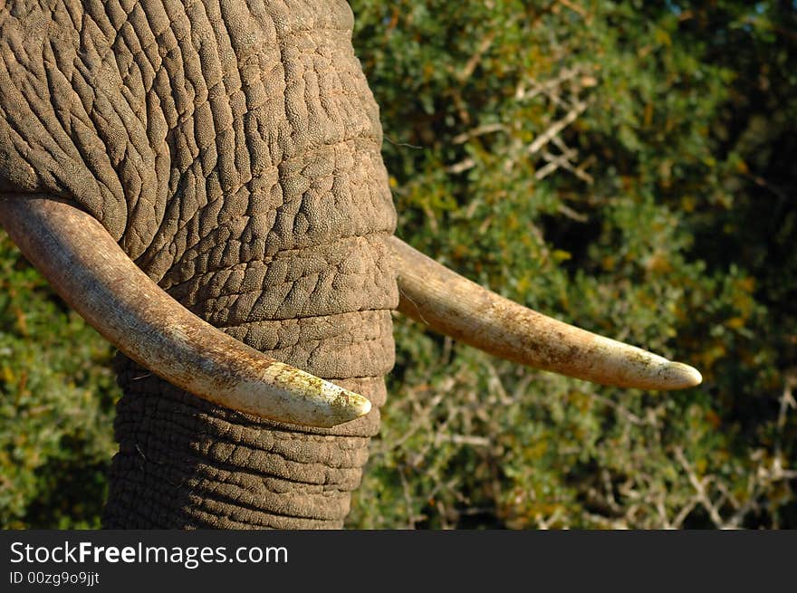 Closeup to the tasks of an African Elephant (South Africa). Closeup to the tasks of an African Elephant (South Africa)