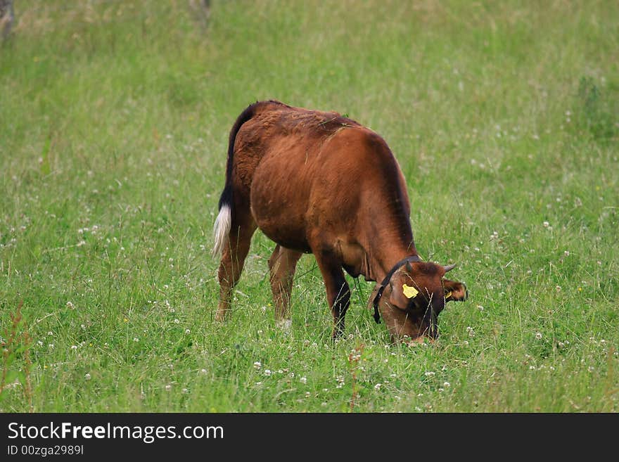 Some cows in the nature