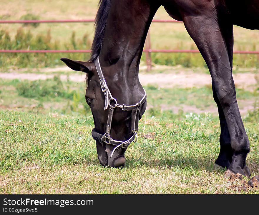 Detail of the beautiful horse grassing on the paddock. Detail of the beautiful horse grassing on the paddock.