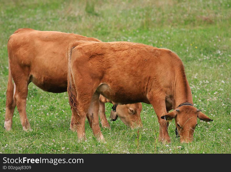 Some cows in the nature