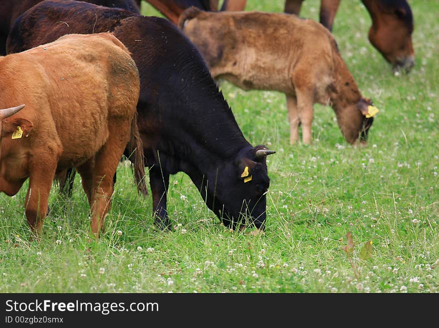 Some cows in the nature