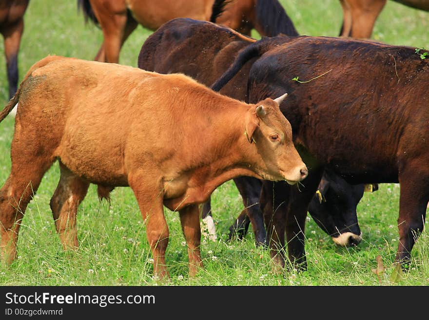 Some cows in the nature