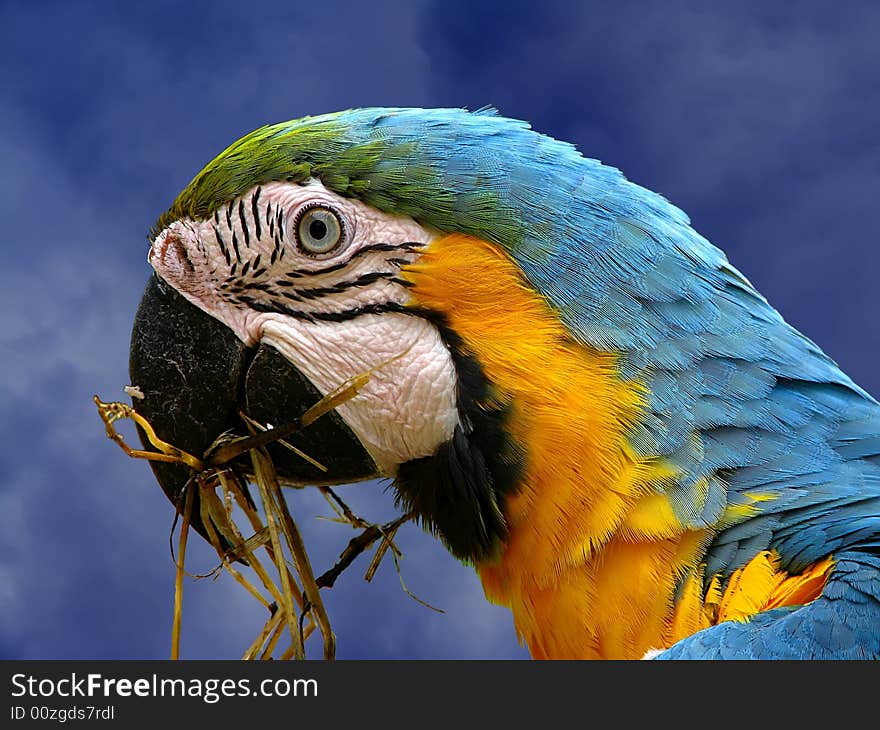 Colorful parrot with dry grass in its beak