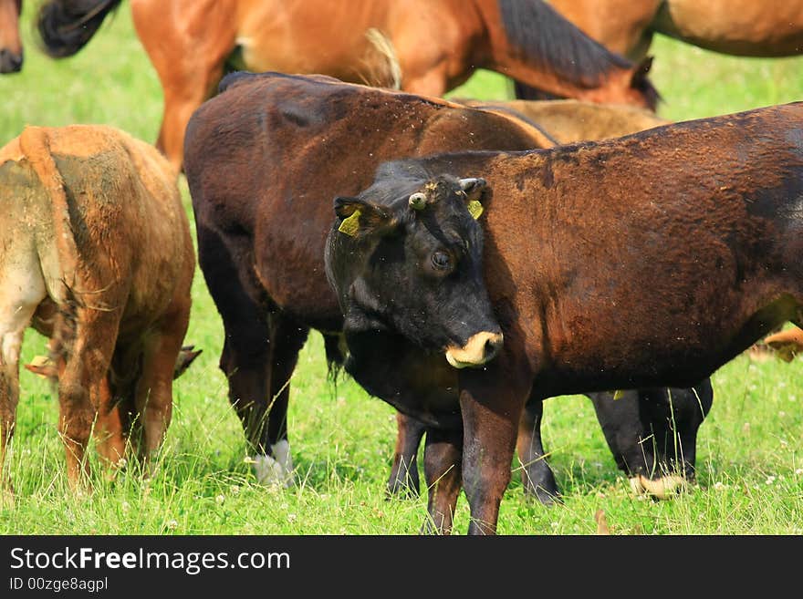 Some cows in the nature