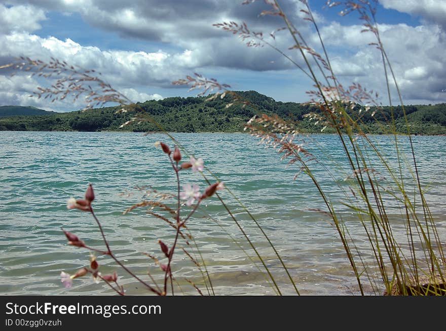 Some flower in front of a mountains view. Some flower in front of a mountains view