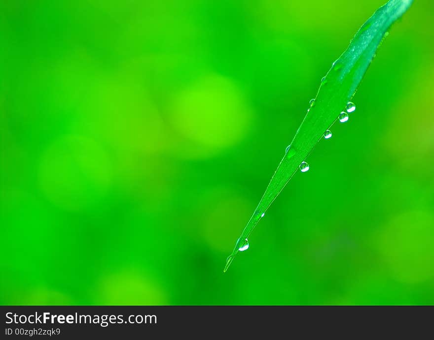 Nice grass with small drops. Nice grass with small drops