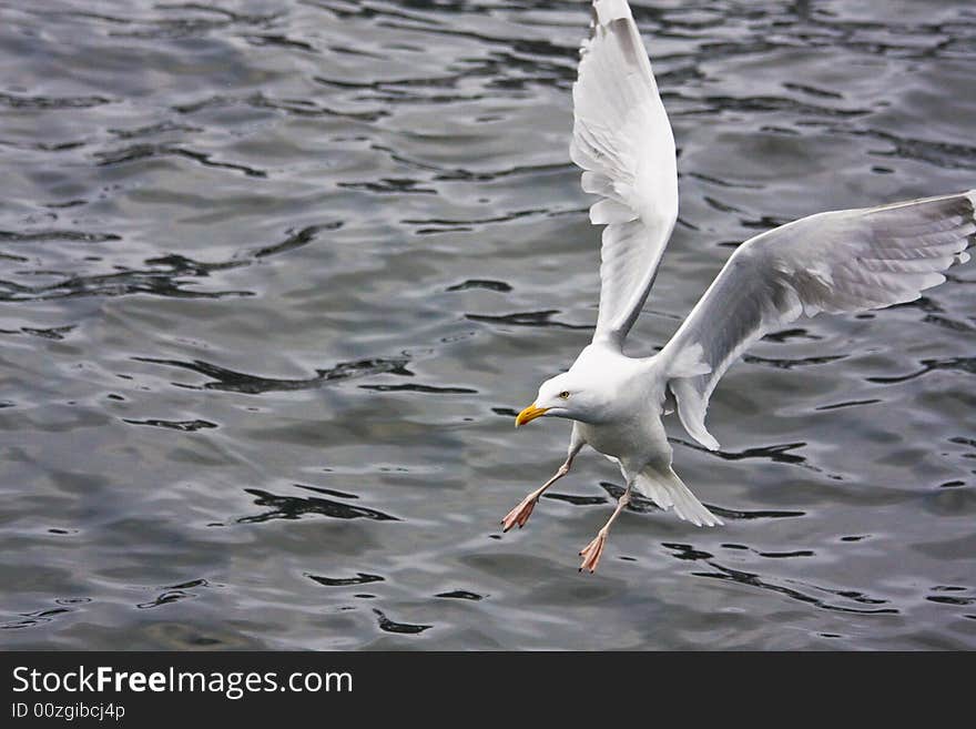 Sea gull flying, water background