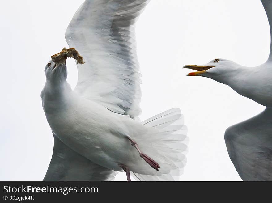 Sea gull in the flight before white background